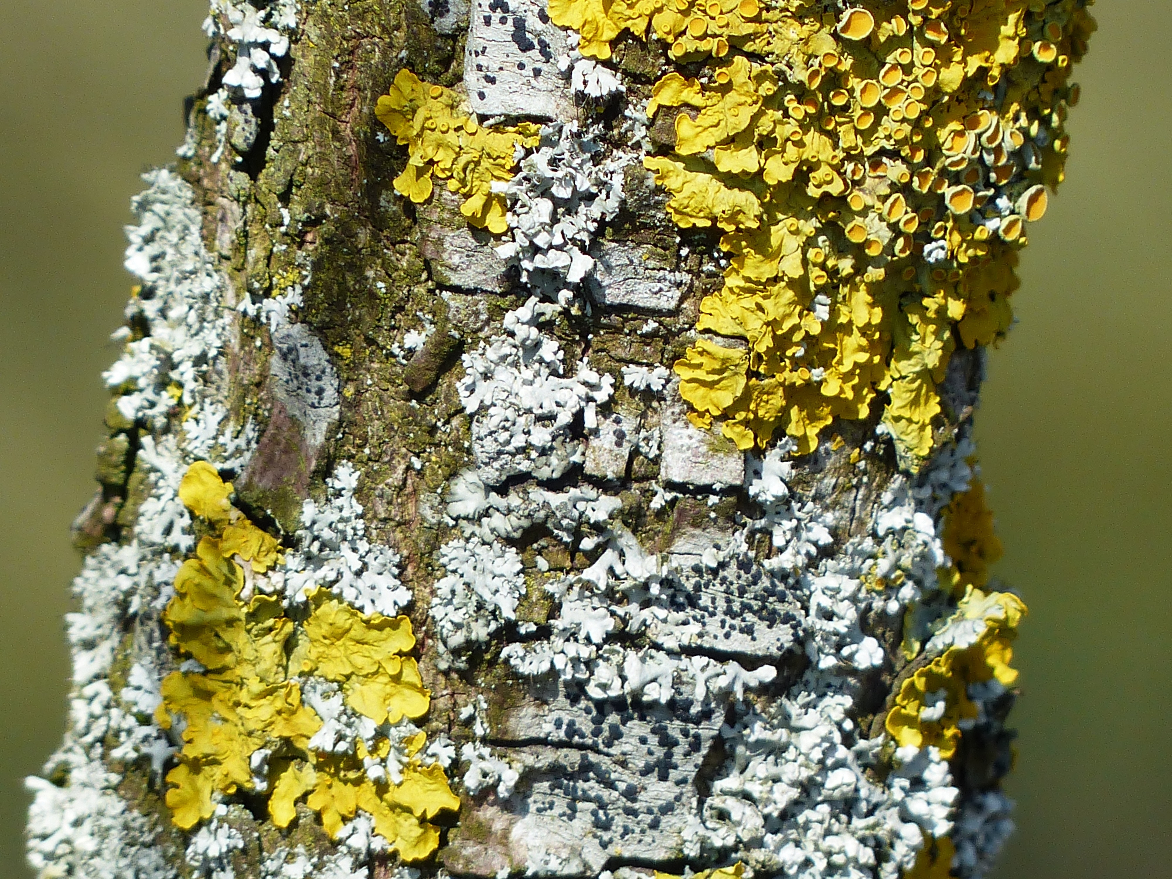 Schuesselflechte, Lichen, Leaf Braid, yellow, textured