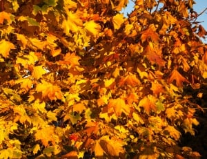 brown maple tree under blue sky thumbnail
