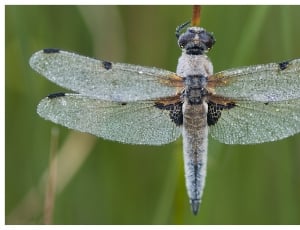 gray dragonfly thumbnail