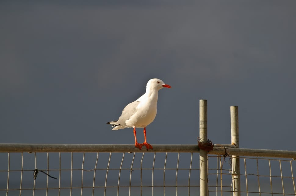 seagull perched on wooden fence preview