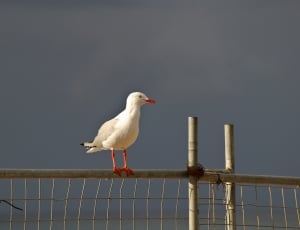 seagull perched on wooden fence thumbnail
