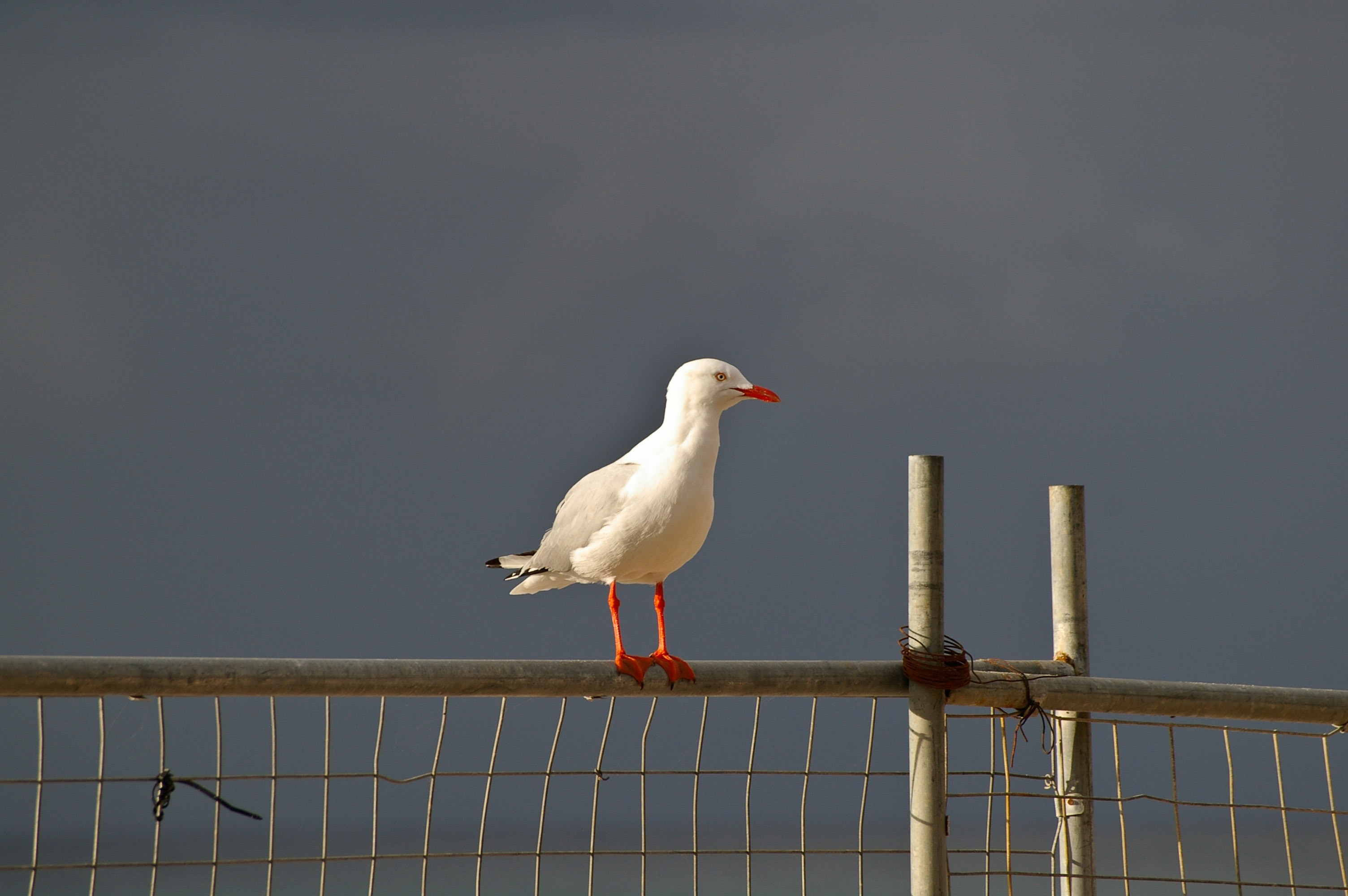 seagull perched on wooden fence