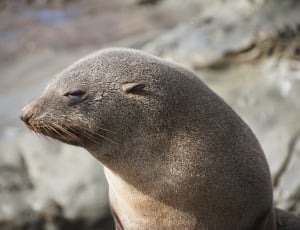 gray sea lion thumbnail