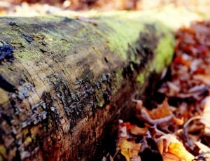 brown tree log thumbnail