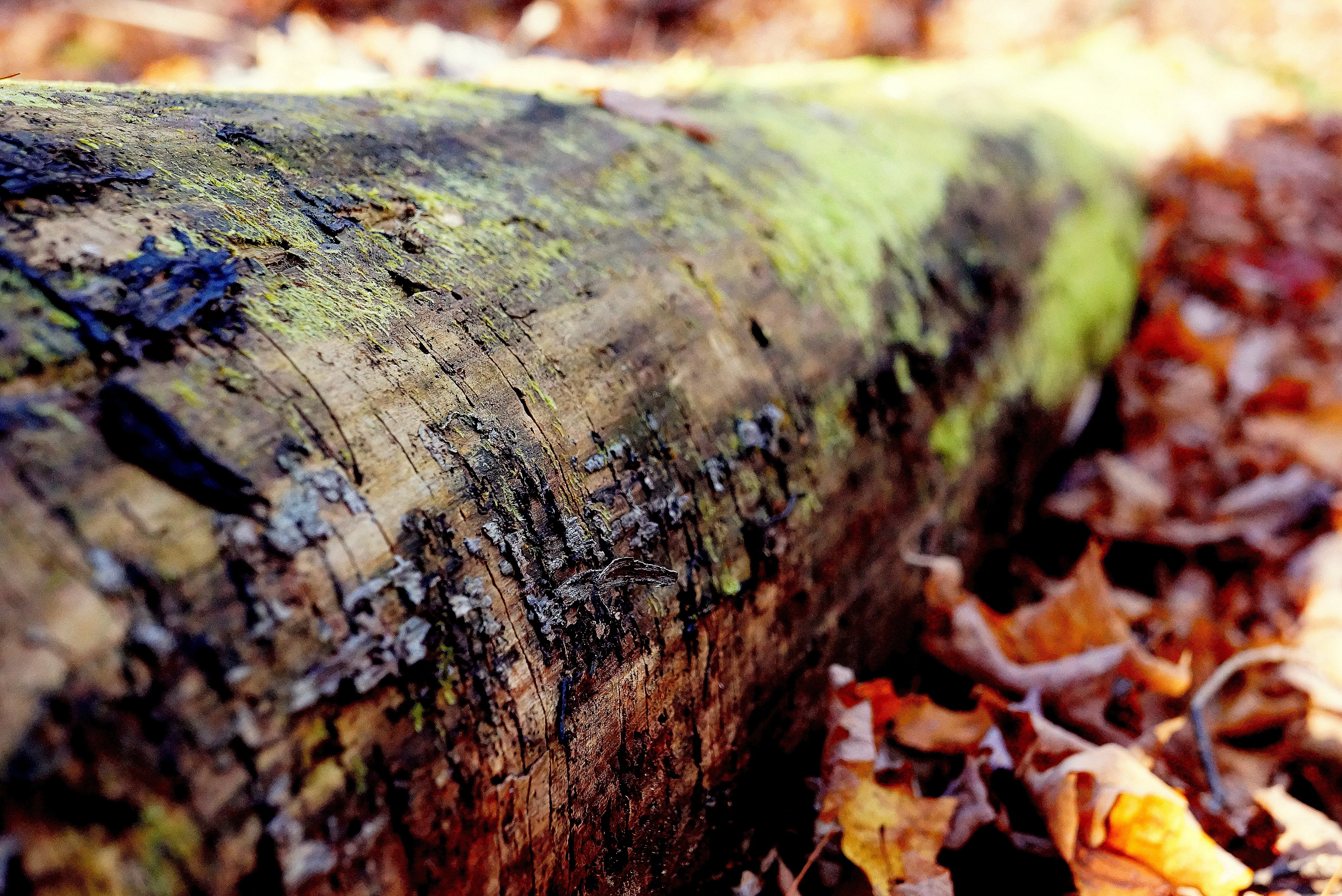 brown tree log