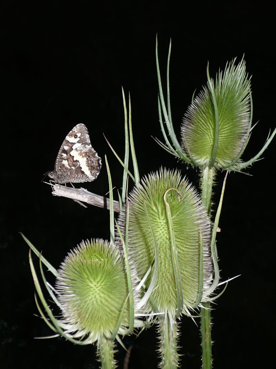Moorish King, Teasel, Butterfly, Thistle, plant, nature preview