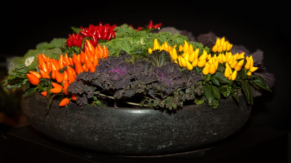 Shell, Vegetables, Ornamental Peppers, no people, flower preview