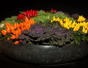 Shell, Vegetables, Ornamental Peppers, no people, flower thumbnail