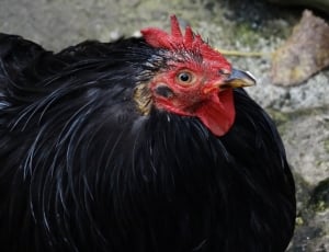 black chicken thumbnail