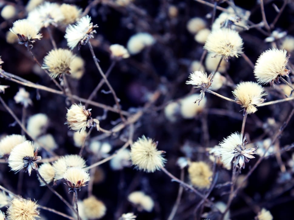 close-up photo of dandelion flower preview
