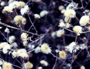 close-up photo of dandelion flower thumbnail