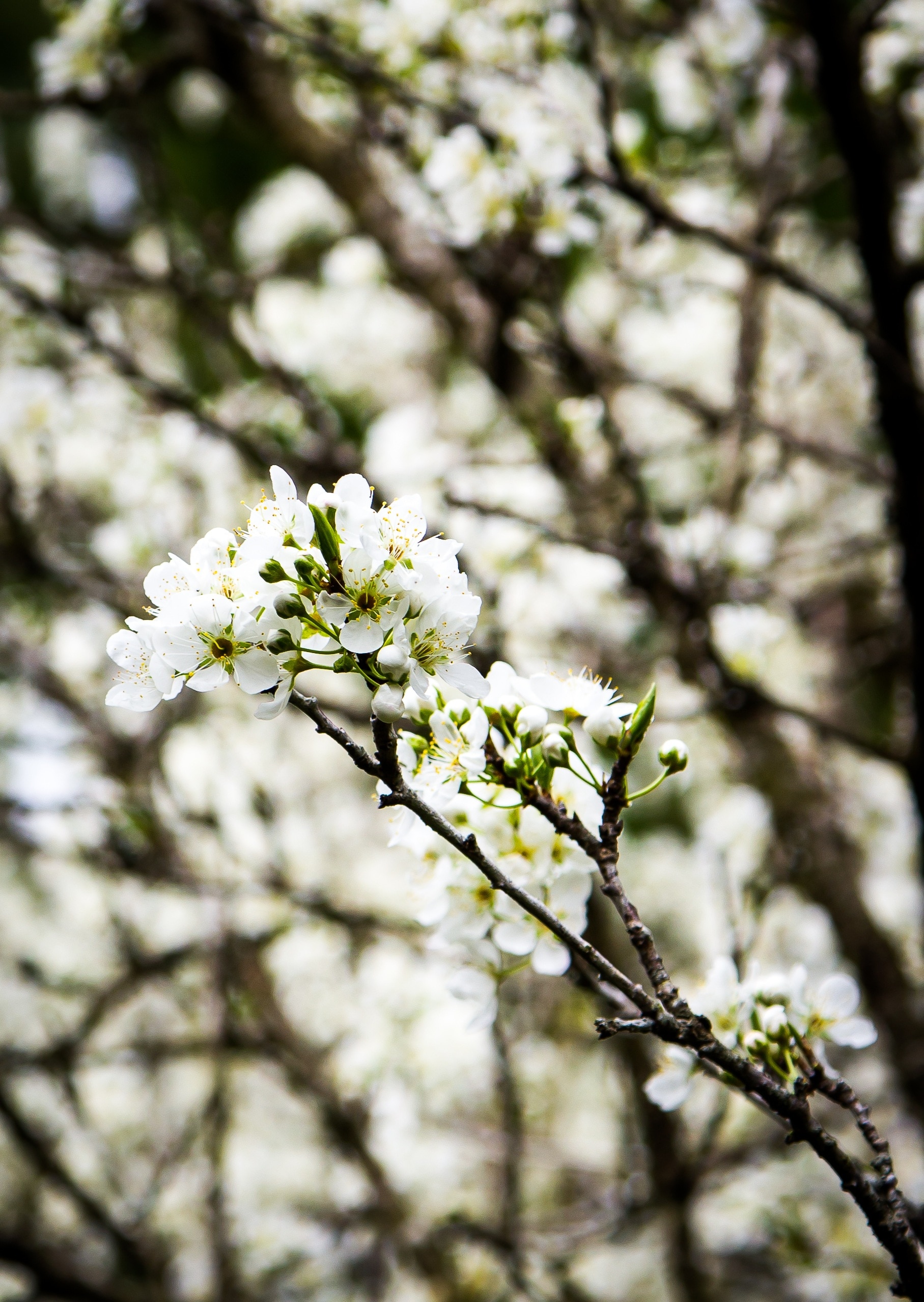 white petaled flowers