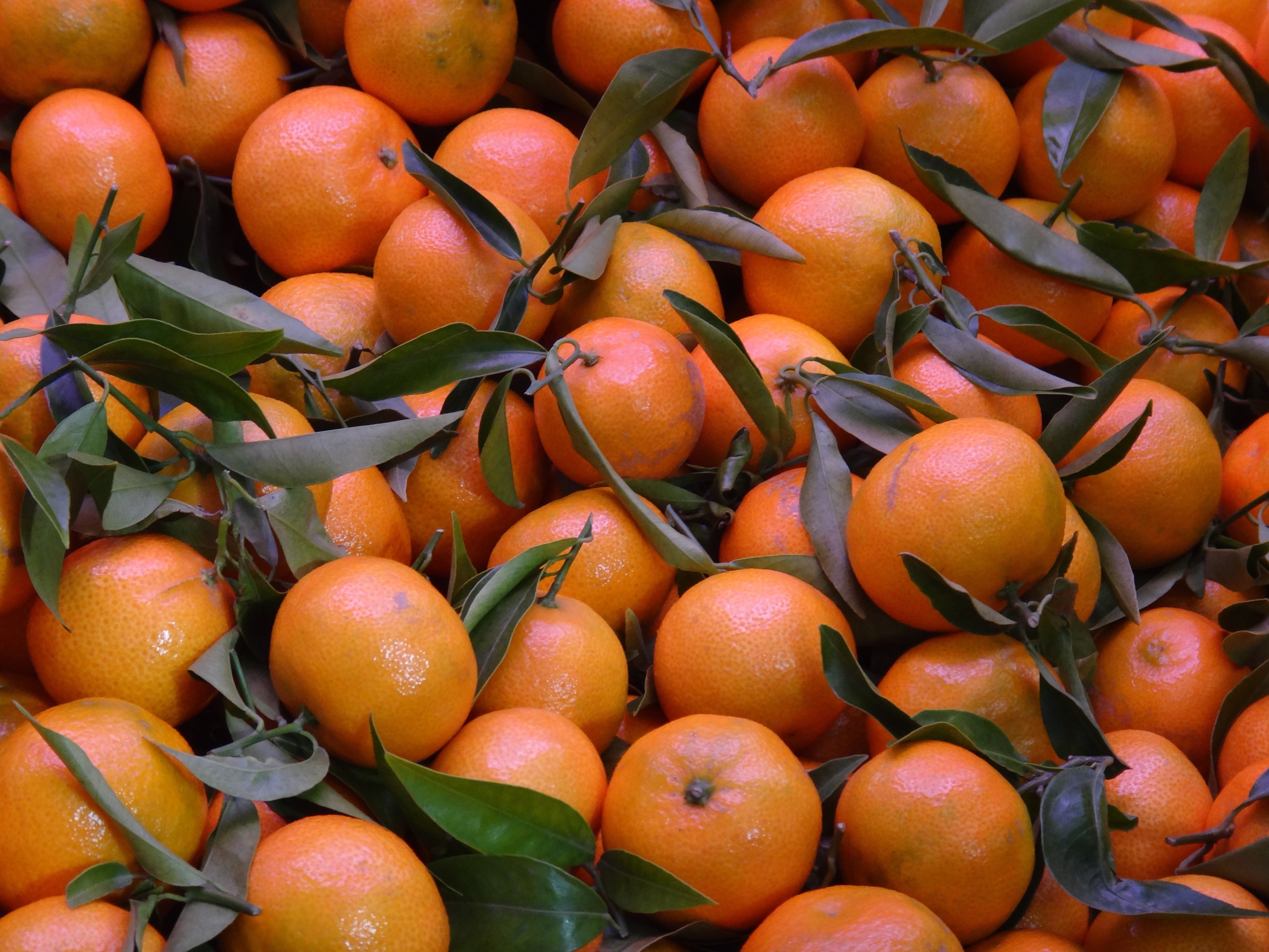 stack of orange fruits