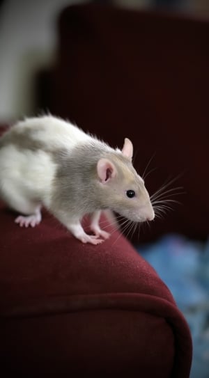 gray and white mouse thumbnail
