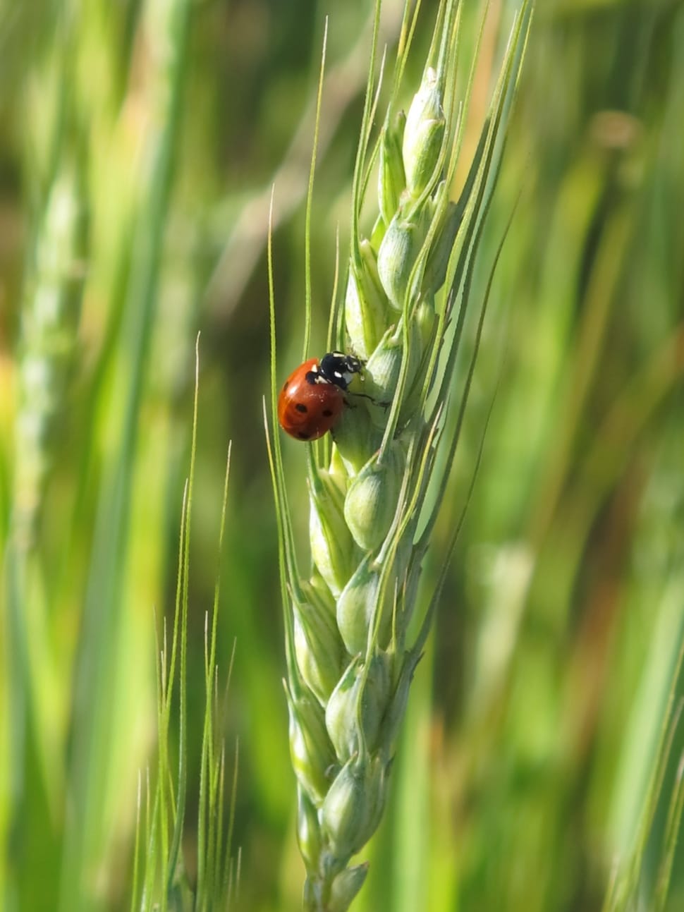 ladybug on green plant preview