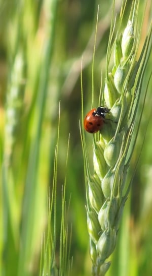 ladybug on green plant thumbnail