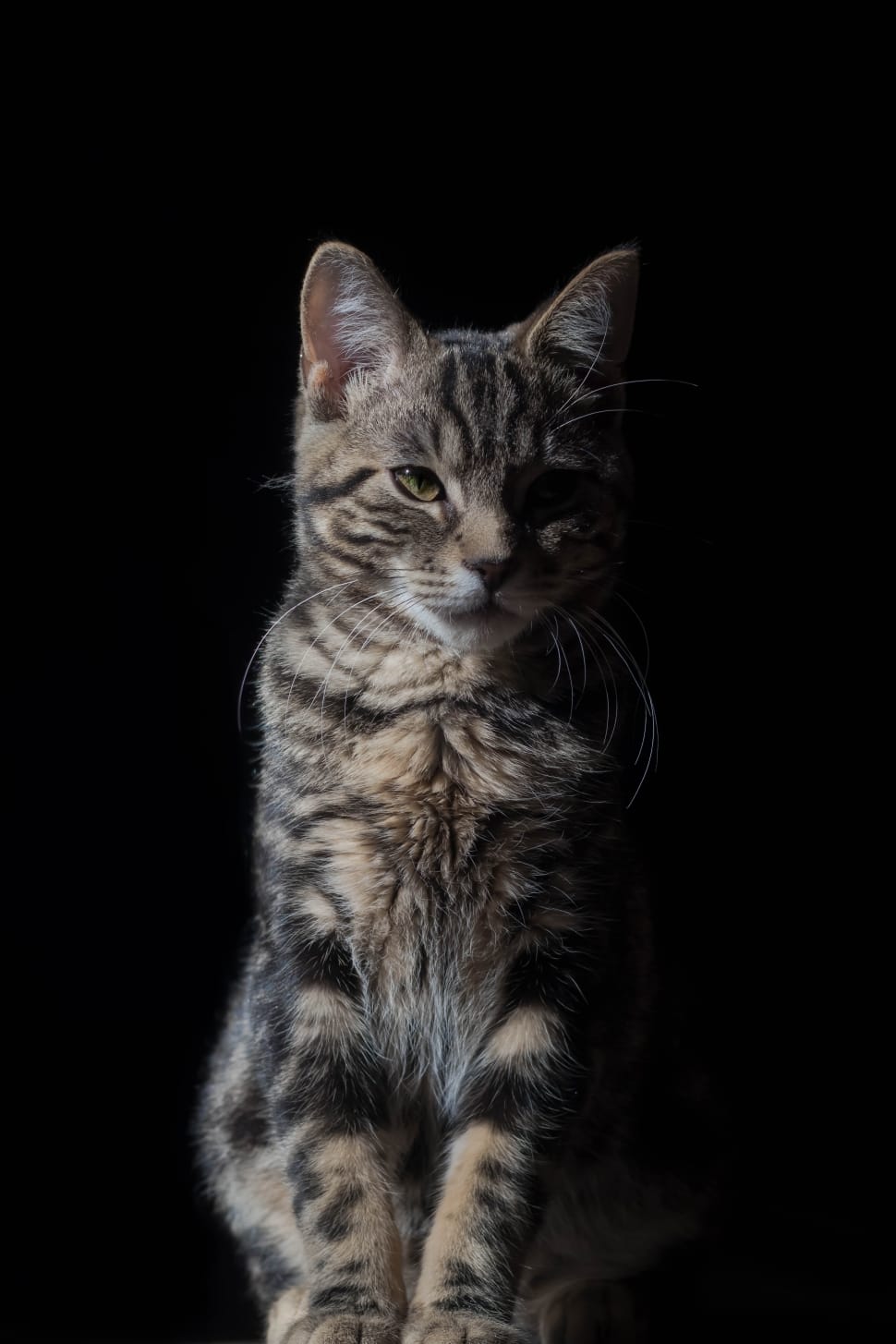 gray and brown cat sitting position preview