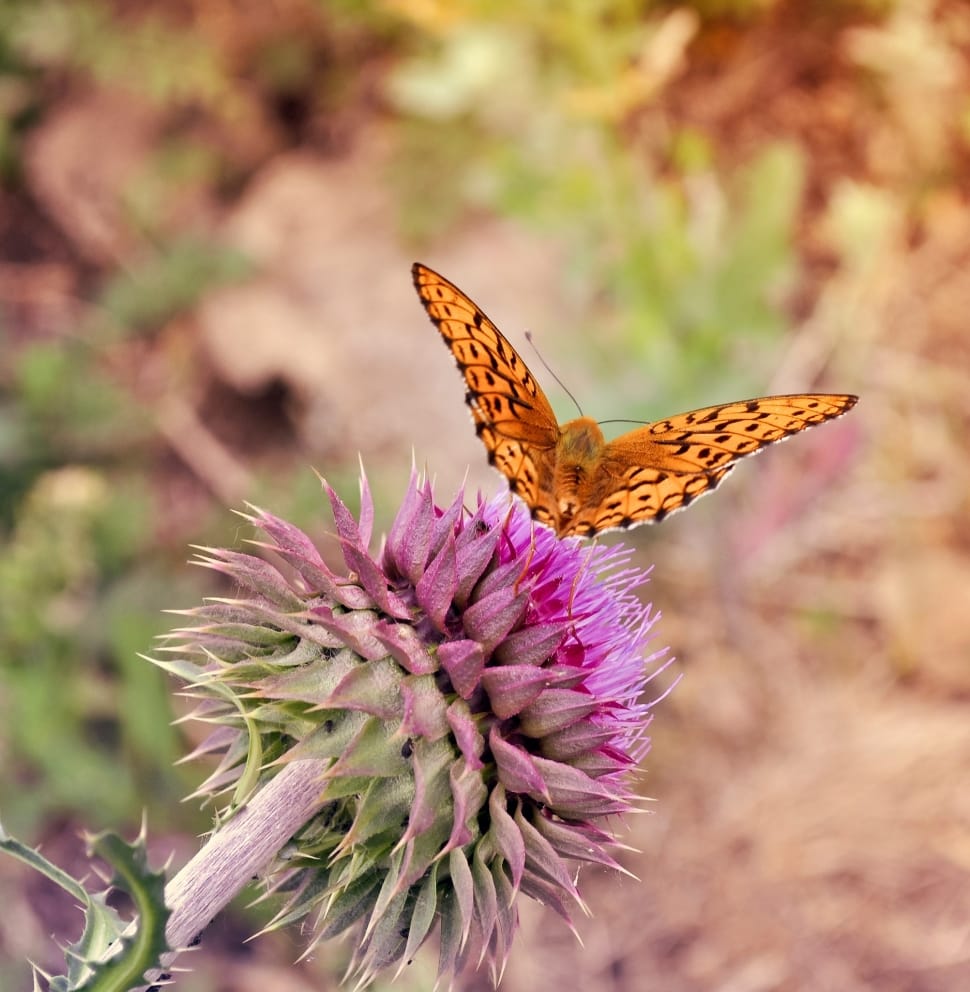 fritillary butterly preview