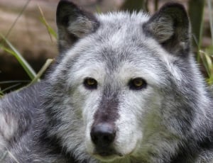 white and grey wolf thumbnail