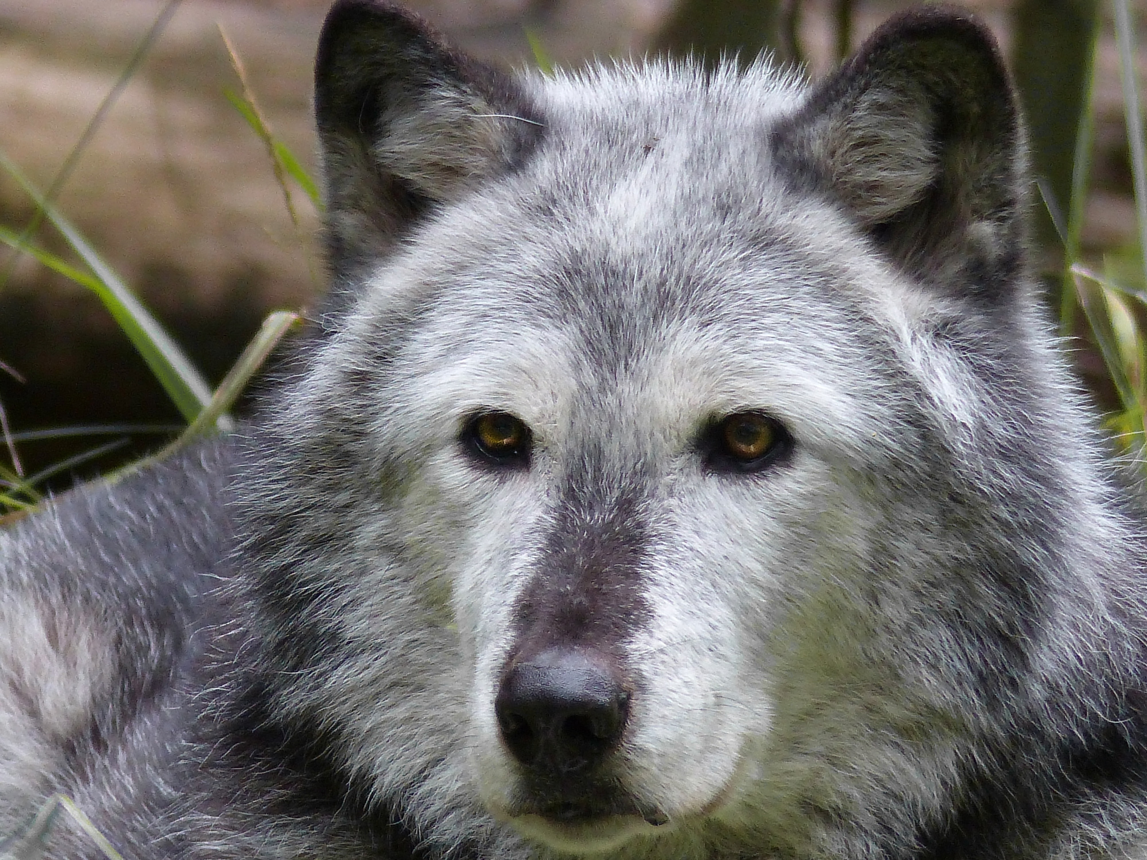 white and grey wolf