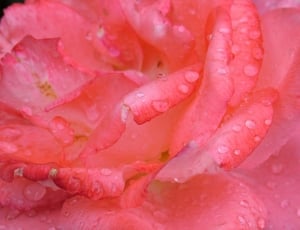 Red, Flower, Plant, Rose, pink color, full frame thumbnail
