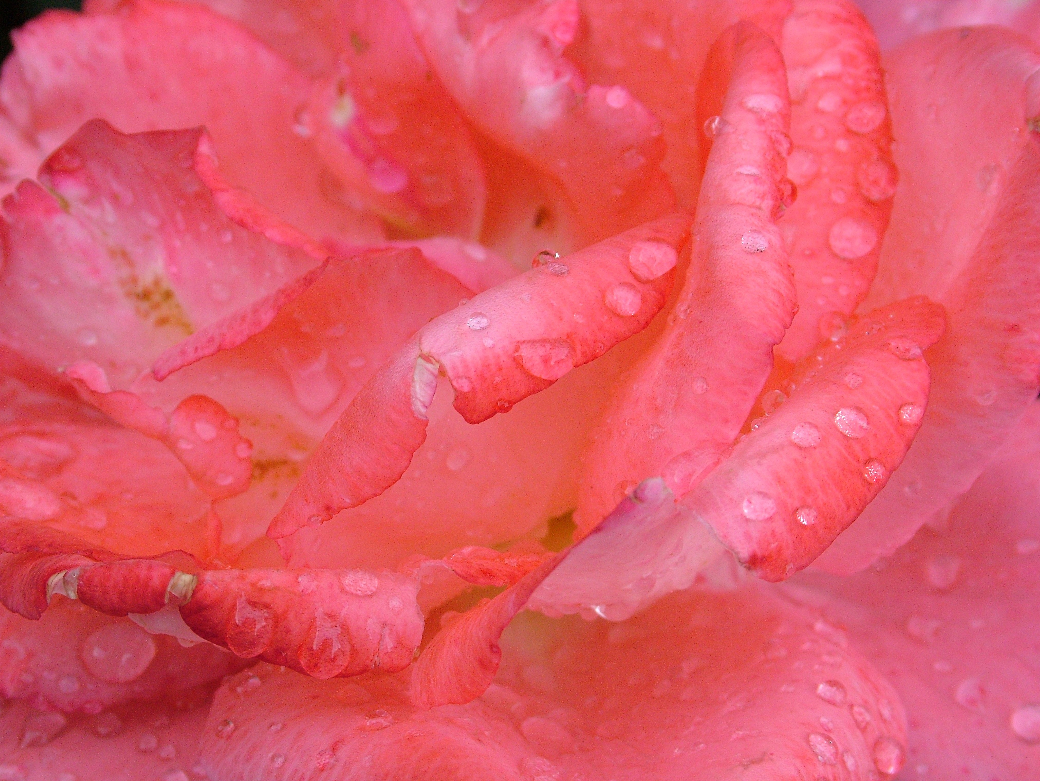 Red, Flower, Plant, Rose, pink color, full frame