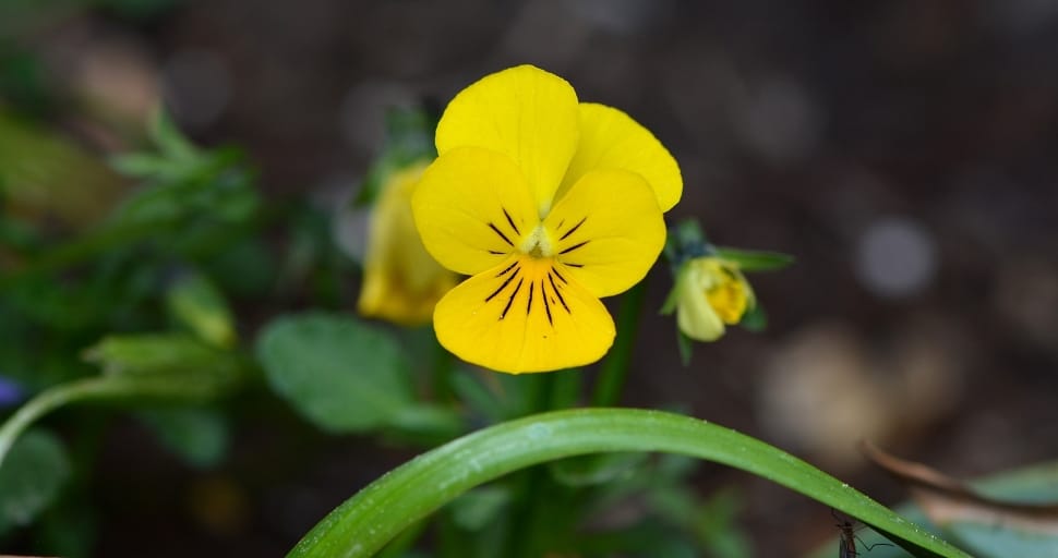 shallow focus photo of yellow flower with green leaves preview