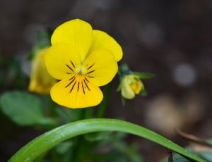 shallow focus photo of yellow flower with green leaves thumbnail