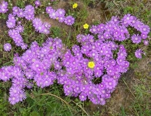Aster, Nature, Cape, South Africa, purple, flower thumbnail