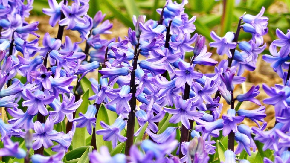 Flowers, Hyacinth, Jacinth, Flower, purple, flower preview