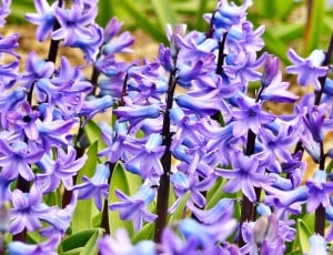 Flowers, Hyacinth, Jacinth, Flower, purple, flower thumbnail