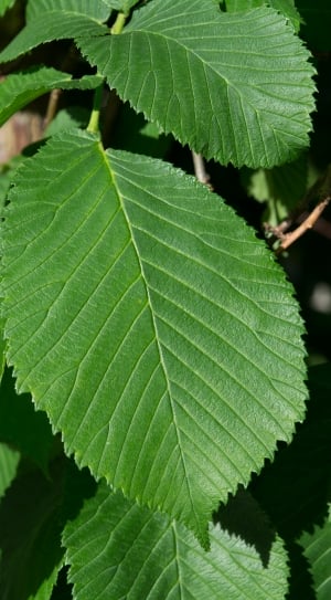 green leaves in closeup photography thumbnail