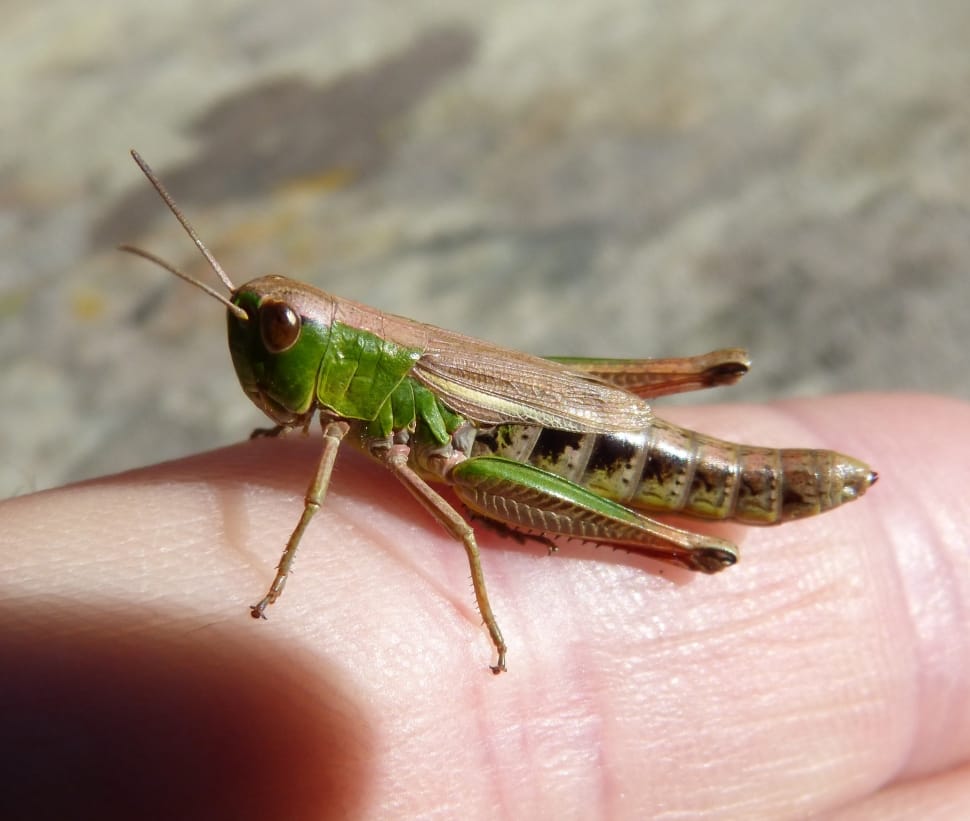 green and brown grasshopper preview