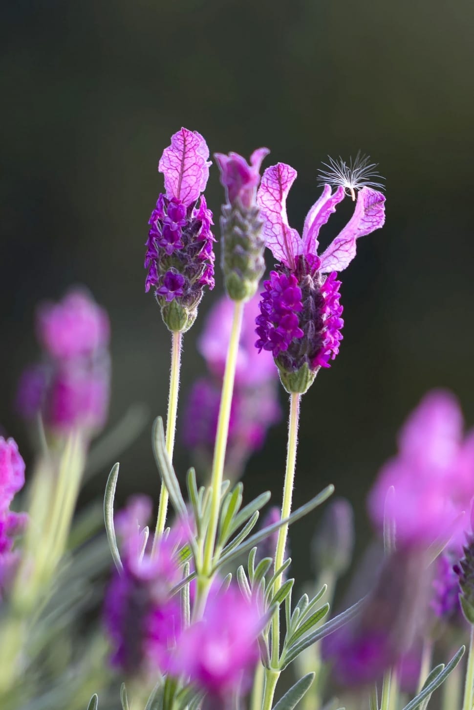 lavender flower preview