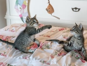 two tubby kittens paying on the mattress thumbnail
