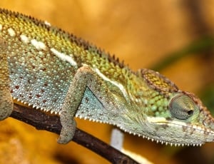 green chameleon on branch or tree thumbnail