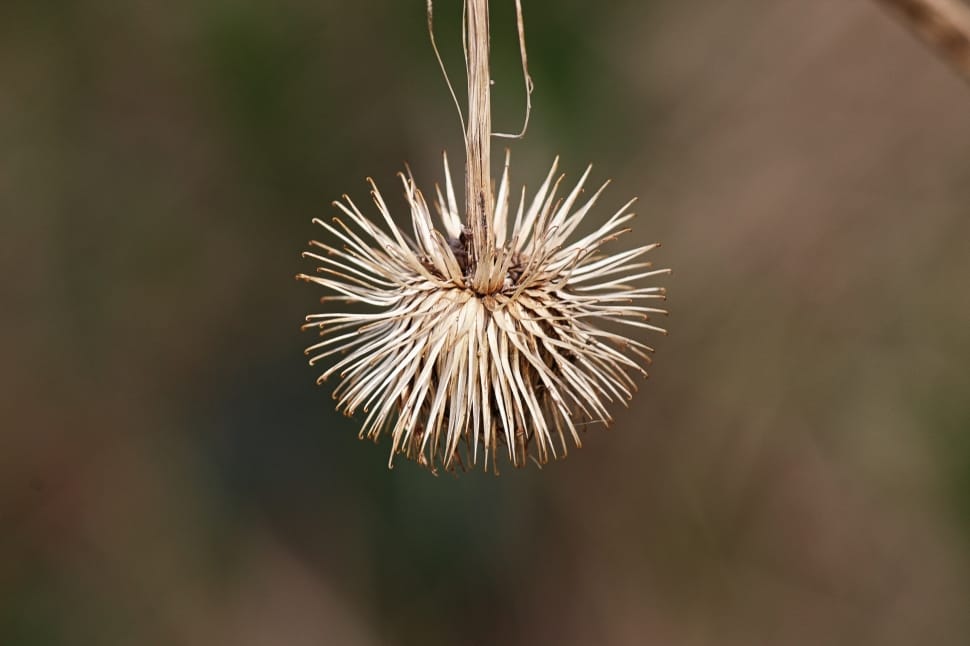 soft focus photography of dandelion preview