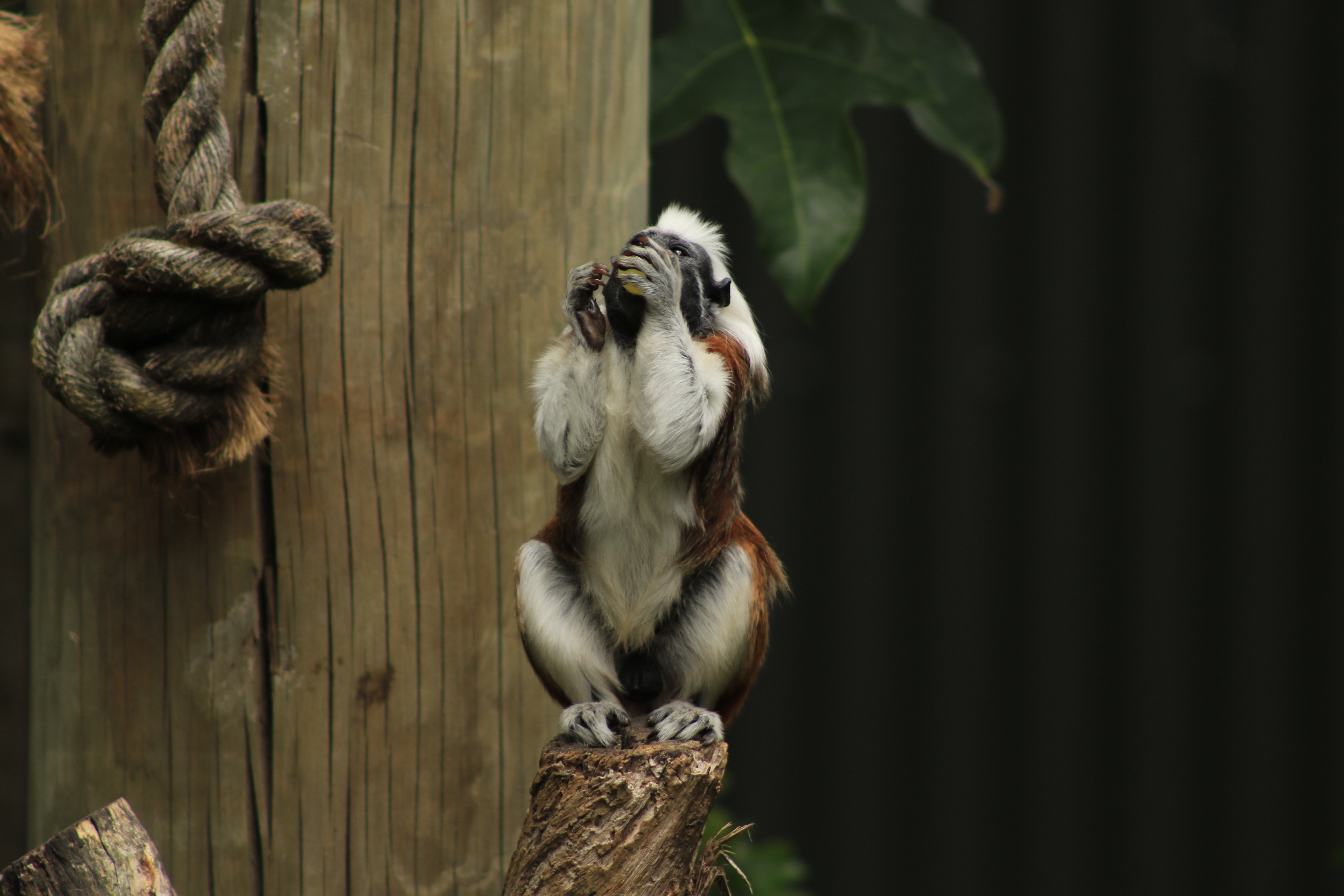 white and brown monkey