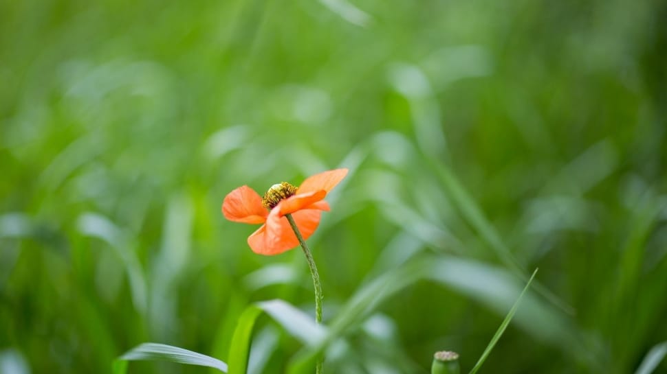 orange petal flower preview