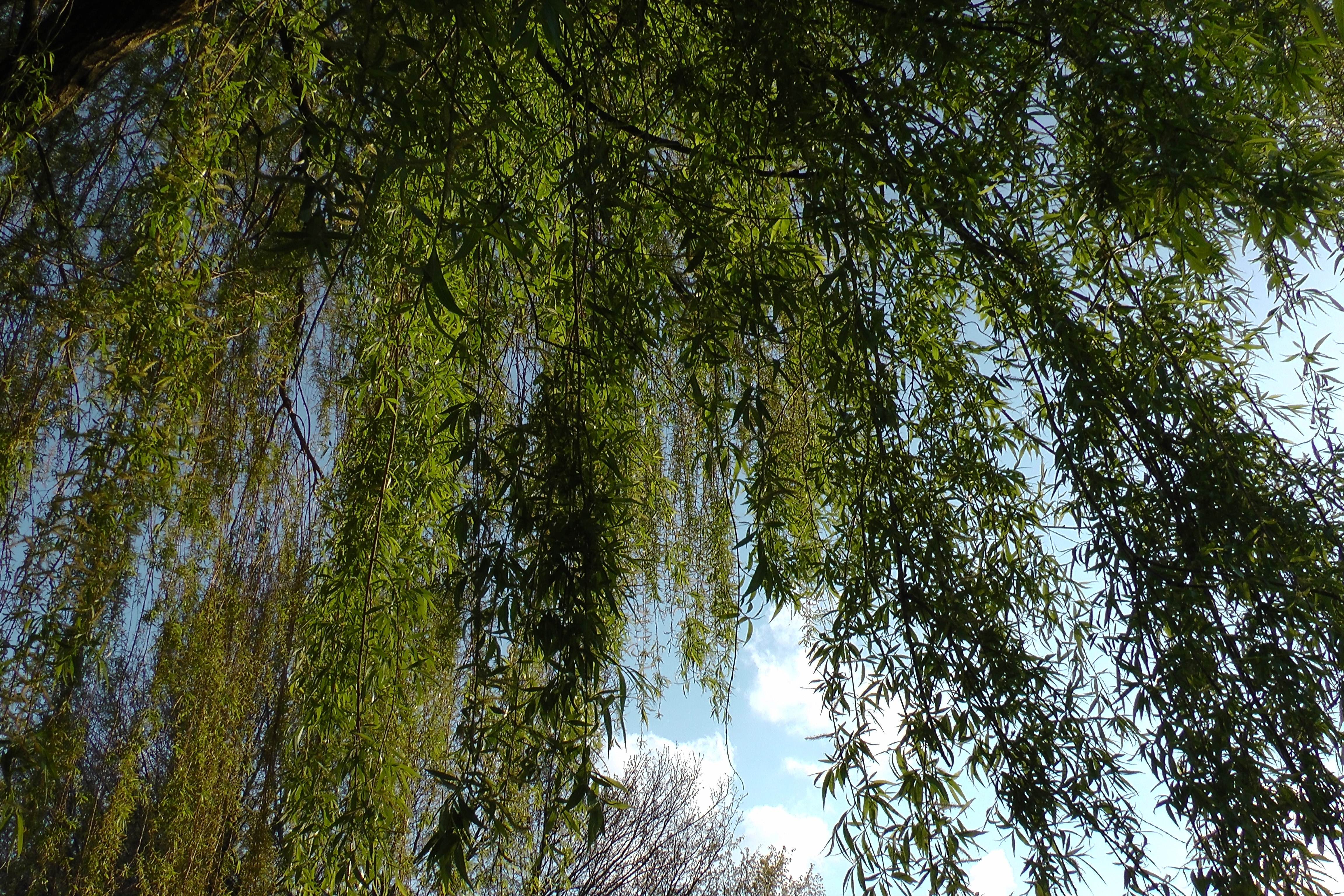 green leaf trees under clouded blue sky at daytime