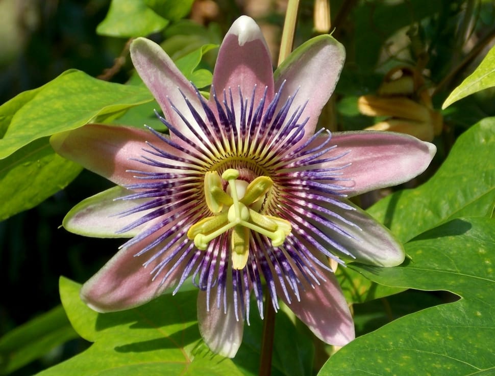 pink-and-purple passion flower preview