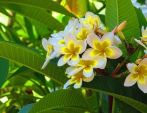 yellow and white flower with green leaves thumbnail