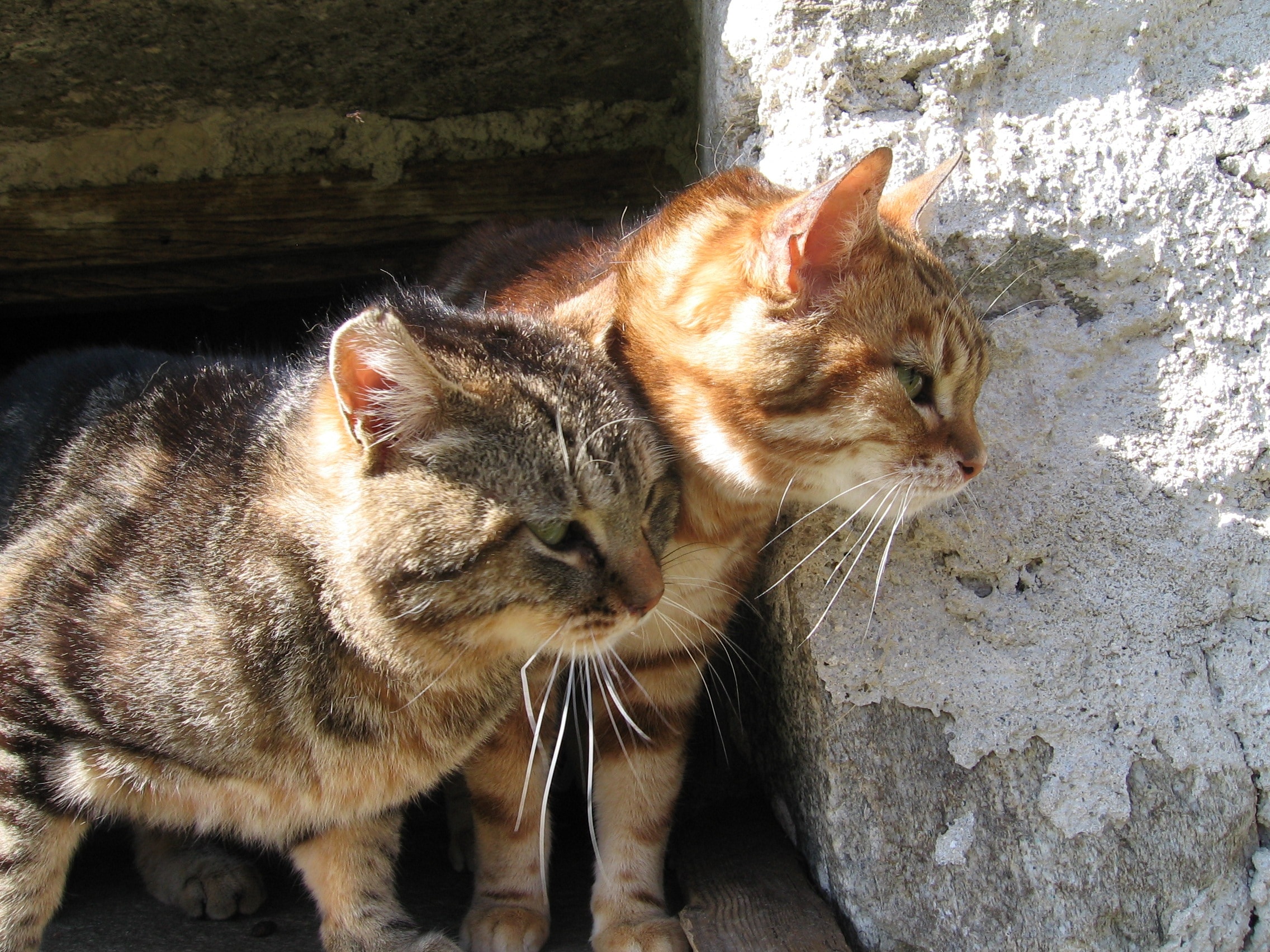 brown tabby cat and orange tabby cat