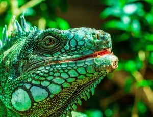 green iguana during day thumbnail