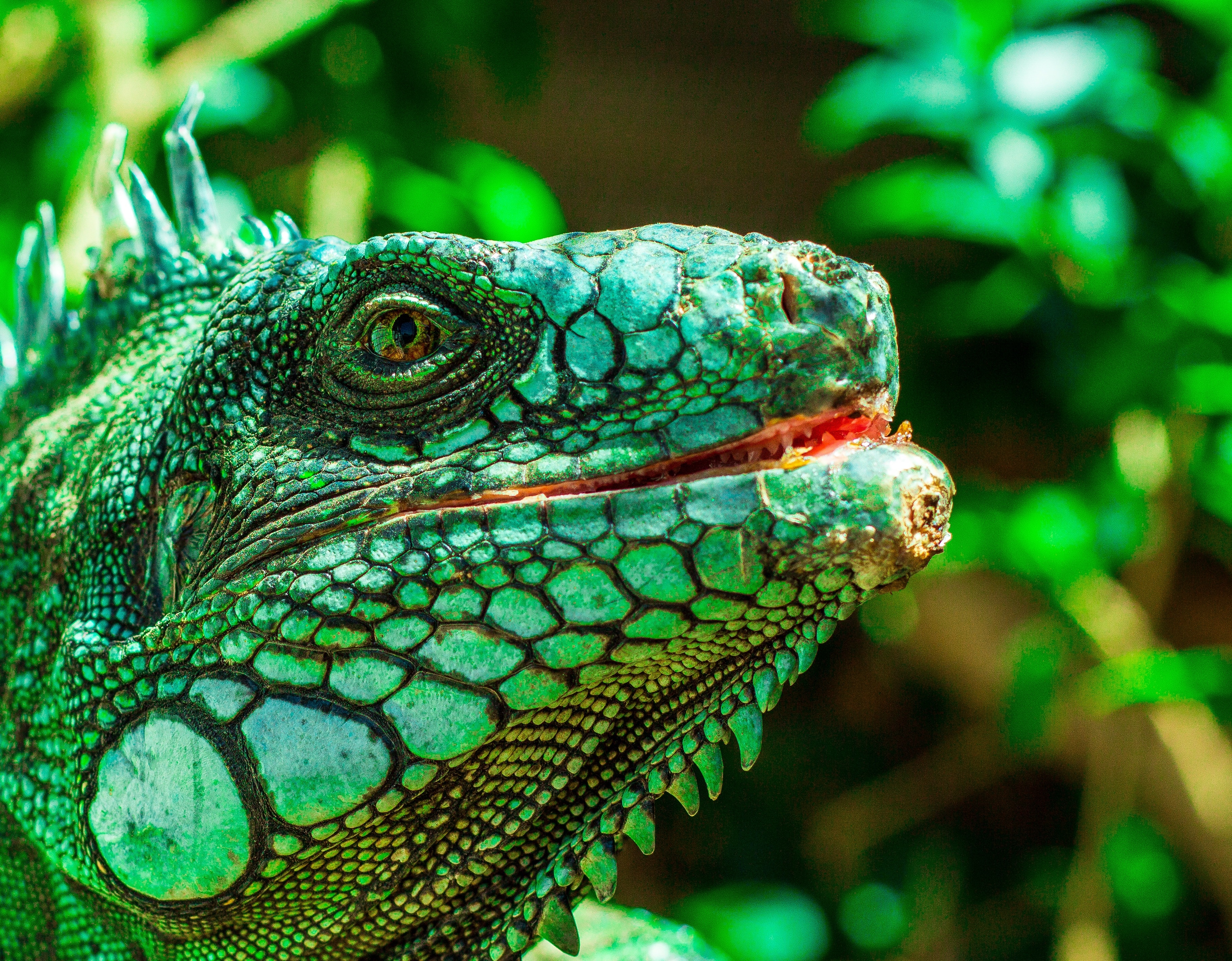 green iguana during day