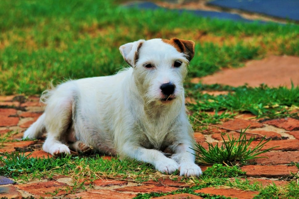 Dog, Parson' Jack Russell, Lying Down, dog, domestic animals free image |  Peakpx