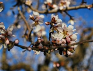 apple blossom thumbnail