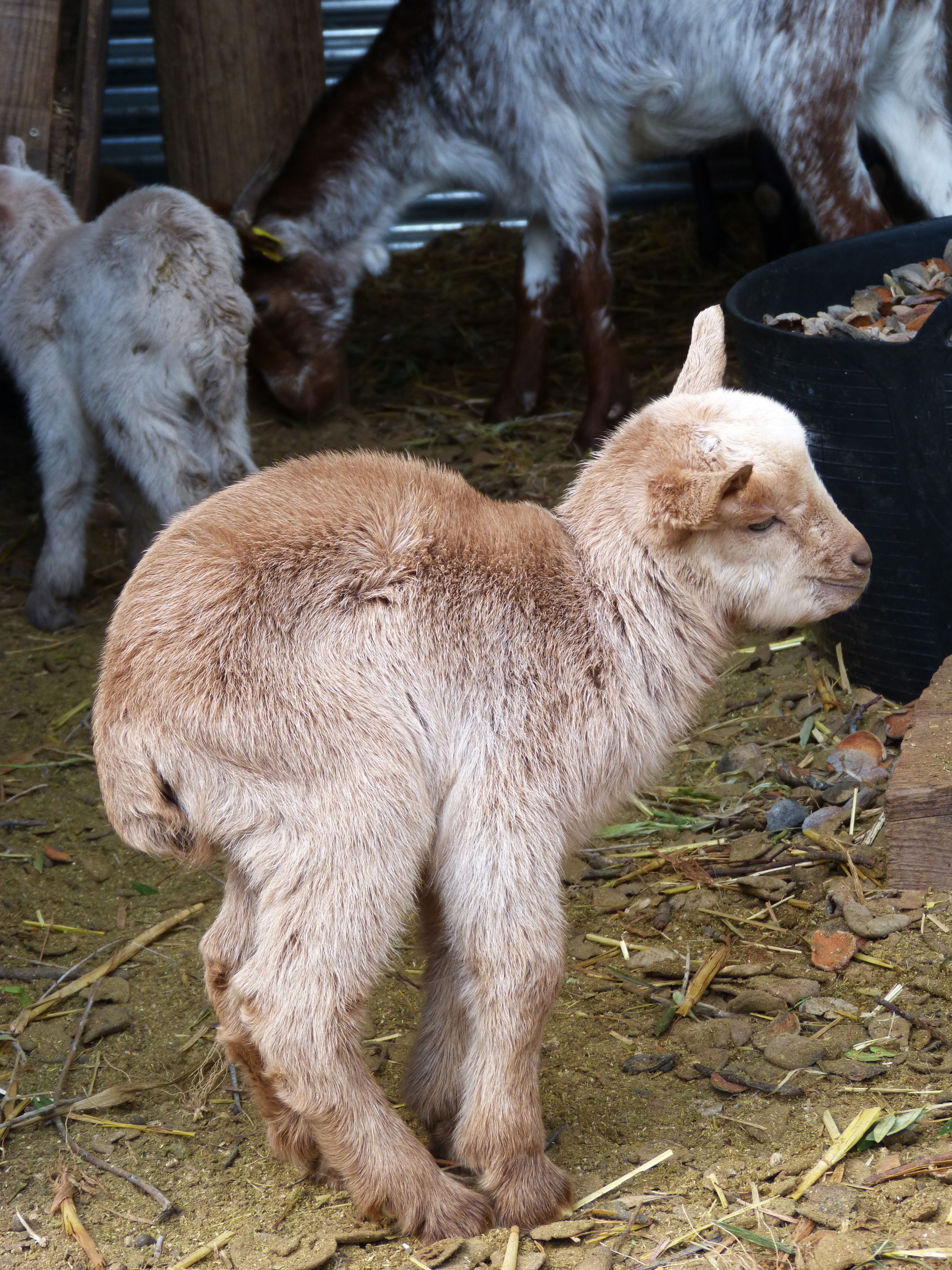 Goat zoo. Новорожденные козлята. Новорожденный козлик. Козы альпаки. Дитя козы.