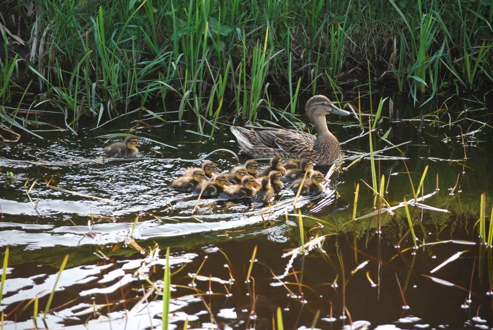 Ducklings, Chicks, Duck Family, Duck, young bird, animals in the wild preview