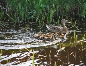 Ducklings, Chicks, Duck Family, Duck, young bird, animals in the wild thumbnail